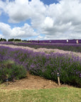 Cotswold Lavender July 2015