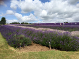 Cotswold Lavender July 2015